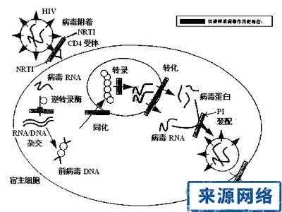 hiv感染人体的过程（hiv感染人体的机理是什么）-图3