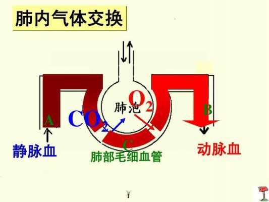 肺换气的过程视频（肺换气的过程视频讲解）-图1