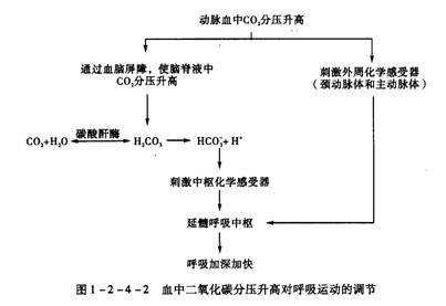 肺换气的过程视频（肺换气的过程视频讲解）-图2