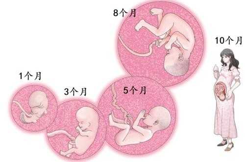 生命诞生的过程图画（生命的诞生过程 科普）-图1