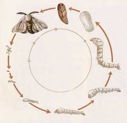 蚕茧生长过程（蚕茧出现在发育过程中的什么阶段）-图3