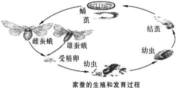 茧的形成过程（茧的形成过程图）-图2