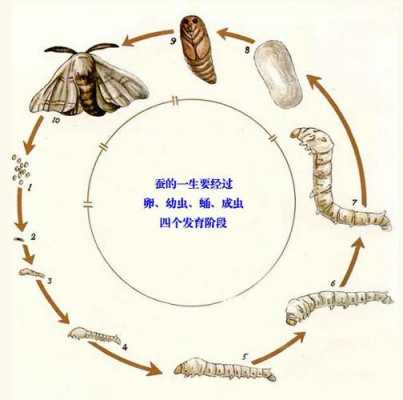 茧的形成过程（茧的形成过程图）-图3