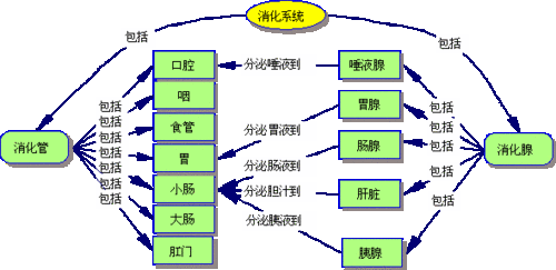 饮食消化过程（饮食消化过程怎么写）-图3