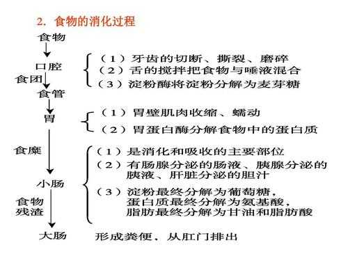 饮食消化过程（饮食消化过程怎么写）-图2