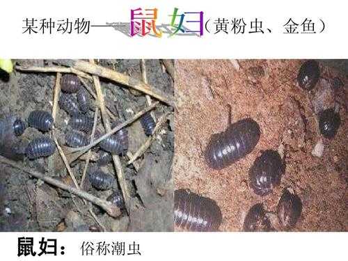 面包虫成长过程（面包虫成长过程视频）-图2