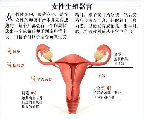 人体发育的整个过程（人体发育的整个过程称为）-图2