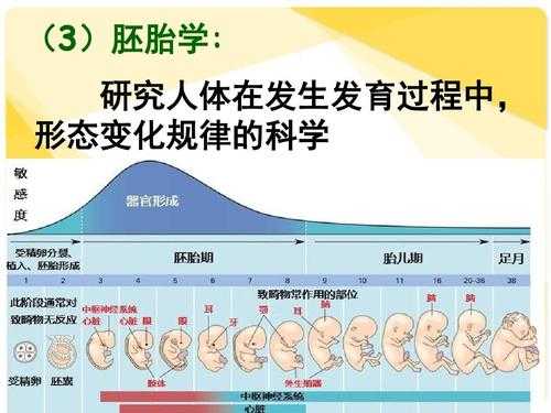 人体发育的整个过程（人体发育的整个过程称为）-图3