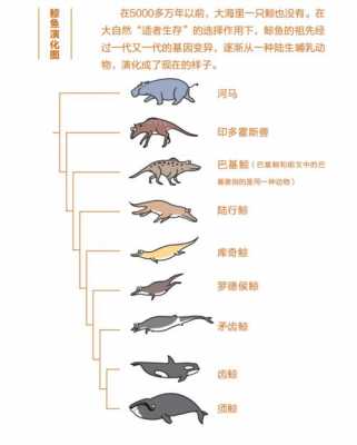 鲸退化过程（鲸类演化视频）-图3