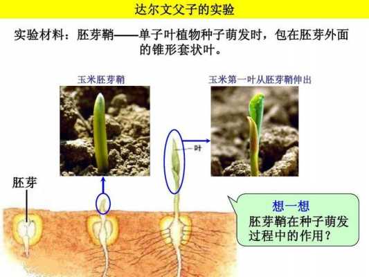 玉米胚芽发芽过程（玉米种子胚芽发育成什么）-图2