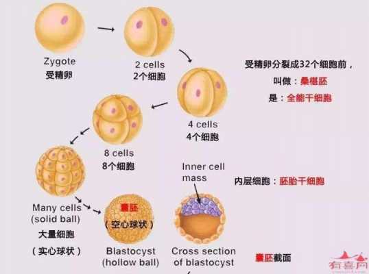 心肌胚胎发育过程（胚胎发育中心脏形成的关键期）-图3