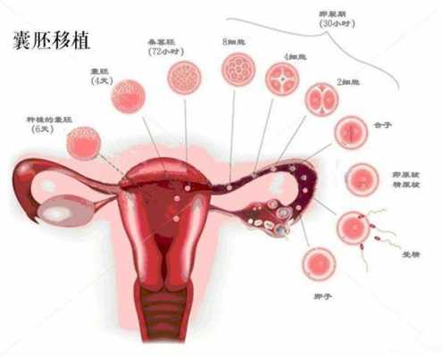 囊胚形成过程（囊胚的成长过程）-图2