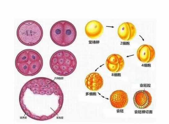 囊胚形成过程（囊胚的成长过程）-图3