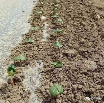 种棉花的过程视频（种棉花视频教程全集）-图1