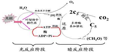 细胞能量循环过程（细胞能量供应过程）-图3