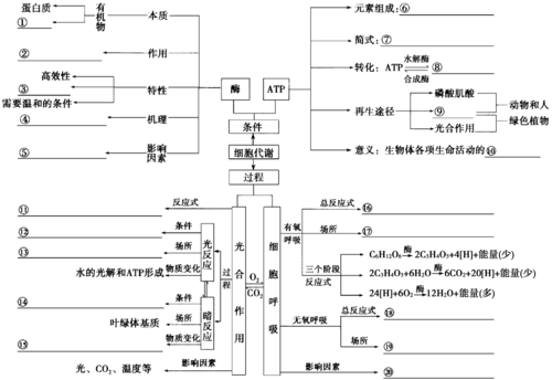 细胞能量循环过程（细胞能量供应过程）-图2