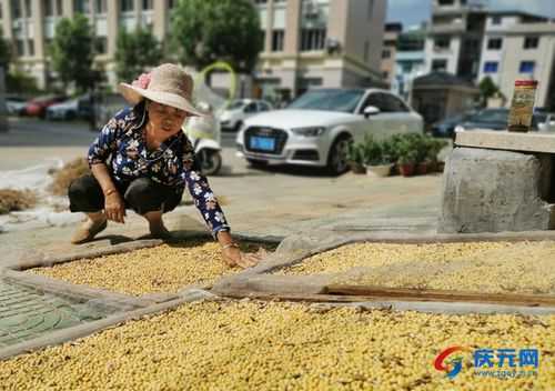 晒黄豆过程（黄豆晒几天能干）-图1