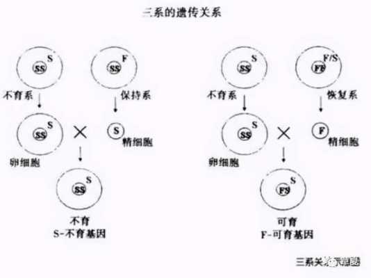 水稻有性杂交基本过程（水稻有性杂交基本过程是什么）-图1