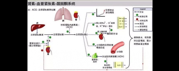 血管紧张素转化过程（血管紧张素转化过程图解）-图1