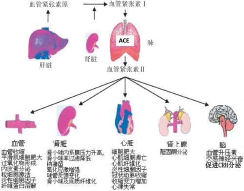 血管紧张素转化过程（血管紧张素转化过程图解）-图3