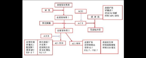 血管紧张素转化过程（血管紧张素转化过程图解）-图2