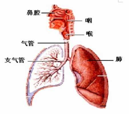 人体咳嗽的过程解剖（咳嗽解剖图）-图1