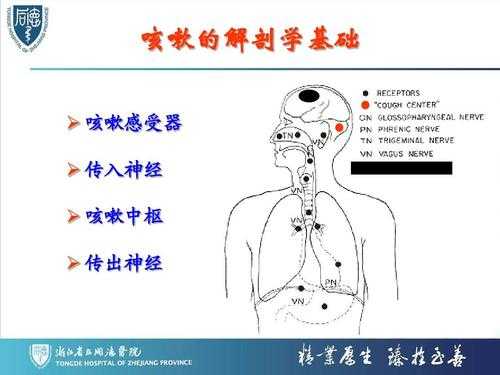 人体咳嗽的过程解剖（咳嗽解剖图）-图3