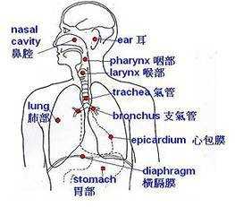 人体咳嗽的过程解剖（咳嗽解剖图）-图2