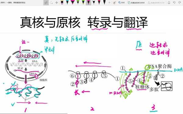 高中生物翻译过程（高中生物翻译过程模型）-图1