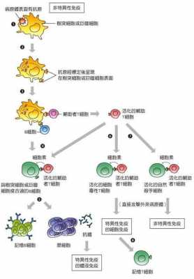 简述免疫调节过程（免疫调节在免疫应答中的作用和意义）-图3