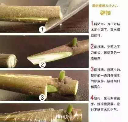 嫁接过程植物（嫁接植物需要注意什么）-图1