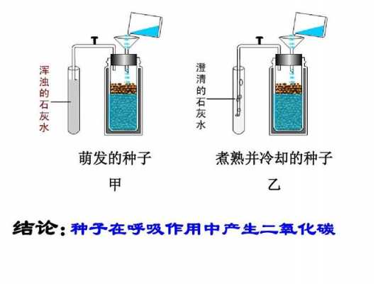 植物生产过程（植物生产过程中哪些情况应促进呼吸）-图1