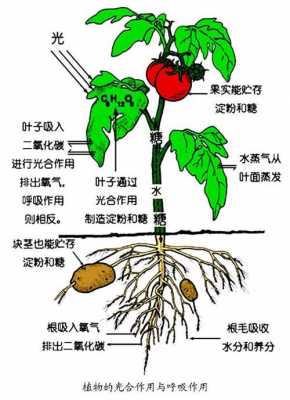 植物生产过程（植物生产过程中哪些情况应促进呼吸）-图3