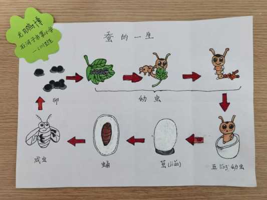 蚕的蜕化过程（蚕的蜕变需几个过程）-图1