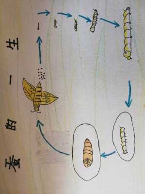 蚕的蜕化过程（蚕的蜕变需几个过程）-图3