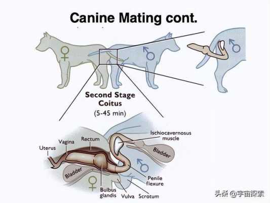 狗的交酏过程的简单介绍-图2