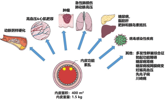 病变发生的过程分为（病变是如何发展的）-图3