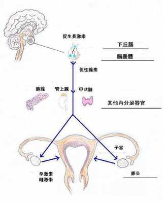 卵细胞分泌过程（卵细胞从哪个卵巢分泌）-图3