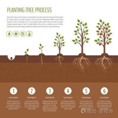 树苗生长过程时间（树的生长周期多久）-图2