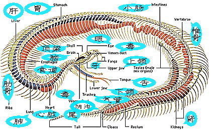 蛇的解剖过程（蛇的解剖图解）-图3