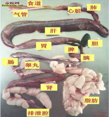 蛇的解剖过程（蛇的解剖图解）-图2