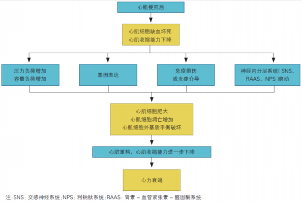 压力反应的过程（压力反应的过程分为什么什么和衰竭期）-图2