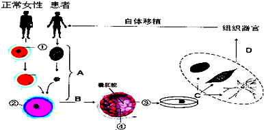 克隆性治疗过程（克隆治疗疾病）-图1