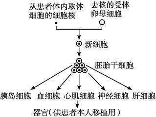 克隆性治疗过程（克隆治疗疾病）-图2