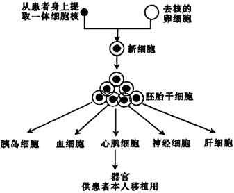 克隆性治疗过程（克隆治疗疾病）-图3