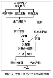 微生物发酵过程（微生物发酵过程三阶段）-图3