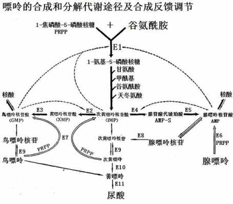 腺嘌呤合成过程图（腺嘌呤合成过程图示）-图1