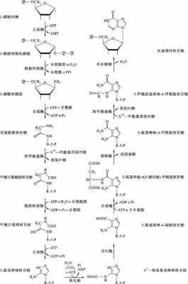 腺嘌呤合成过程图（腺嘌呤合成过程图示）-图3