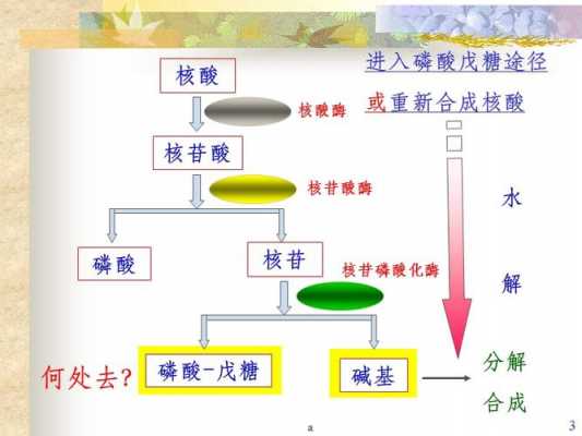 腺嘌呤合成过程图（腺嘌呤合成过程图示）-图2