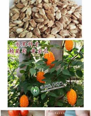 金铃子种植过程（金铃子的种植方法和病害防治）-图1